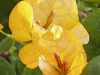 Yellow Bouganvilla