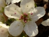 bradford-pear-single