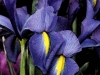 Purple Iris -1