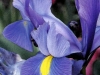 Purple Iris -2