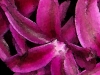 Hyacinth Fuscia