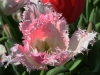 img_1310_1-fringy-tulip