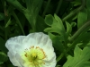 img_1436_1-white-poppy