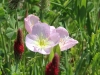 img_1656_1evening-primrose-buttercups