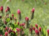 img_1660_1-crimson-clover-for-web