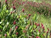 img_1662_2-crimson-clover-wild-oats