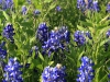 img_1701_1-bluebonnets-are-crazy