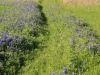 img_1705_1-bluebonnet-trail