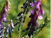 purple-blue-wildflowers