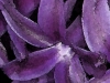 Hyacinth Purple