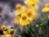 riverbed-daisies-1