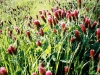 Indian paintbrushes another color