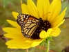 sunflower-1120-monarch