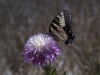 Thistle and Tiger Swallowtail