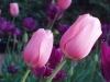 Twin Tulips