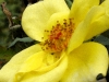 Old Fashioned Yellow Rose