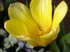 Yellow Tulip