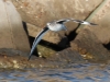 img_8335_1-willet-coming-in-for-a-landing