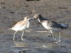 img_8343_1-two-willets-saying-helllo