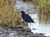 img_8359_1-little-blue-heron-salt-marsh-8-mile-road