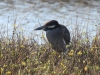 img_8373_1-yellow-crowned-night-heron