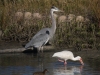 img_8375_1-great-blue-heron-white-ibis-and-rail