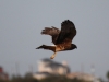 img_8388_1-northern-harrier-flared