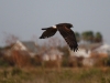 img_8389_1-northern-harrier-hawk