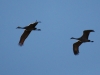 img_8394_2-sandhill-cranes-in-flight