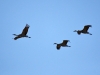 img_8396_1-sandhill-cranes-3