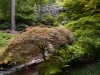 red-japanese-maple