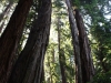 img_0250-muir-woods