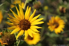 Sunflowers for Lyla