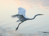 white-bird-on-a-celestial-plane-1845